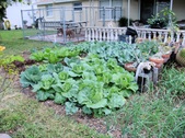 Garden January 2014