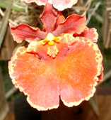 Tolumnia
