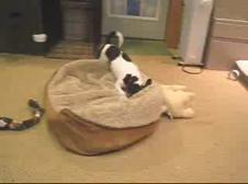 Enlarge WMV 25