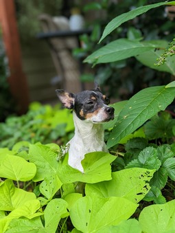 Enlarge photo 9