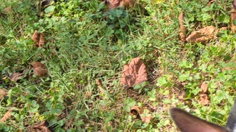 Enlarge MPEG4 19