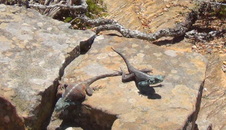 Enlarge photo 51