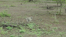 Enlarge photo 85