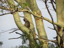 Enlarge photo 87