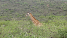 Enlarge photo 107