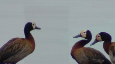 Enlarge photo 124
