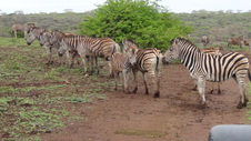 Enlarge photo 35