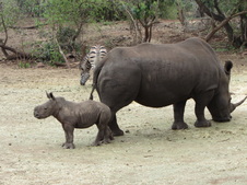 First Game Drive