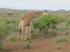 Enlarge photo 110