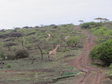 Enlarge photo 95