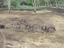 Enlarge photo 37