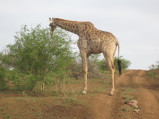 Enlarge photo 112