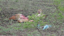 Enlarge photo 30
