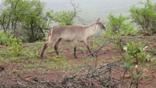 Enlarge photo 36