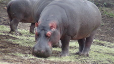 Other Game Drives