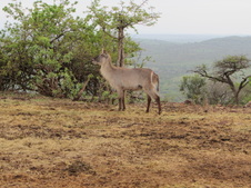 Enlarge photo 39