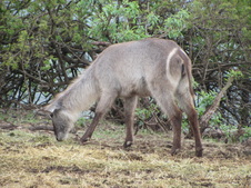 Enlarge photo 37