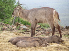Enlarge photo 40