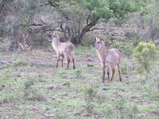 Enlarge photo 41
