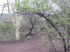Enlarge photo 8