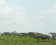 Enlarge photo 60