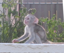 Enlarge photo 57