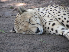 Visit to Cheetah Rehab Center
