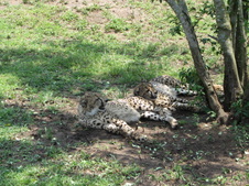 Enlarge photo 17