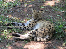Enlarge photo 10