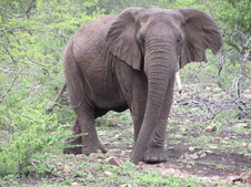 Visit to Phinda