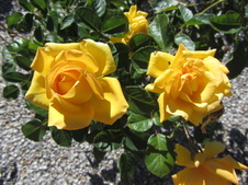 Enlarge photo 34