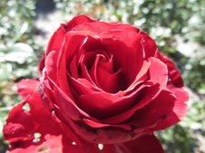 Enlarge photo 35