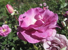 Enlarge photo 36