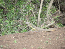 Enlarge photo 78