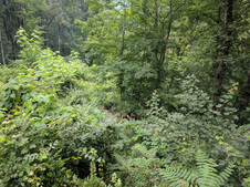 Enlarge photo 5