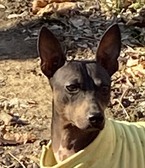 AKC CH Poise Step N out Gettin Jiggy 