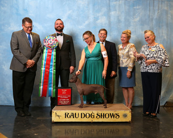 AKC GCH 'PR' Bellridge's Chili Ancho