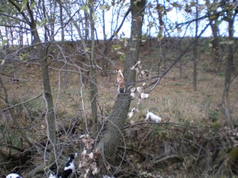 Enlarge photo 12