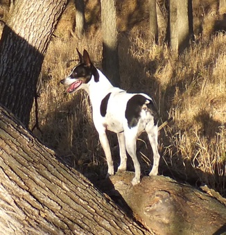 Bergie (retired)