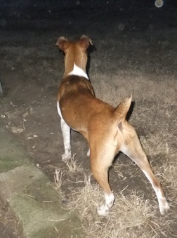 Rat Terrier females