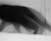 Enlarge photo 44