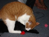 Enlarge photo 36