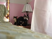 Enlarge photo 61