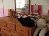 Enlarge photo 62
