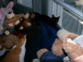 Enlarge photo 9