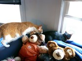 Enlarge photo 1