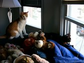 Enlarge photo 2