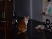 Enlarge photo 61