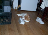 Enlarge photo 34