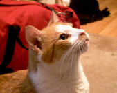 Enlarge photo 27